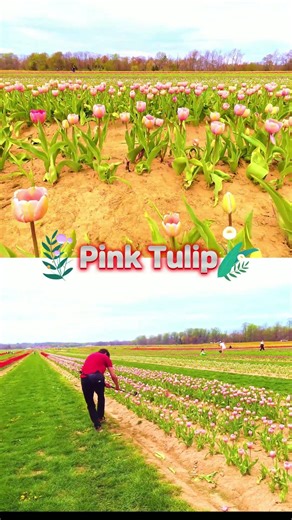 Why This Pink Tulip Went Viral 🌷/ Tulip #tulip