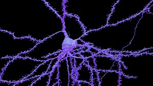 2.7K views · 62 reactions | Brain cells in the visual cortex have...