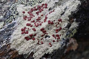 Lichens ‘much younger than scientists previously thought’