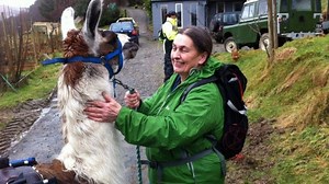 The unusual sight of llamas in the Berwyn Mountains