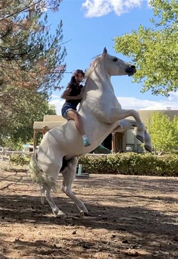 Equestrian Life: A Day with Western Horses