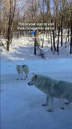 Parc Omega Wildlife Safari | Drive-Through Adventure in Quebec!