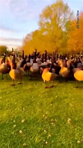 Duck Chasing Cat | Ai Cat Video #aicatvideo