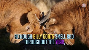 Why Do Billy Goat Smell So Bad?