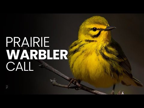 Crystal Clear Prairie Warbler Song - Wild Eastern Forest Recording