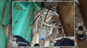 Coast Guard seizes 40 sharks that were illegally caught by lancha boat crew off Texas coast