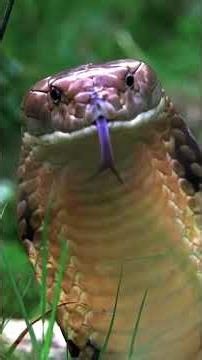 Les 3 plus dangereuses espèces de serpents. #animalshorts #animaux #snake #wildlife