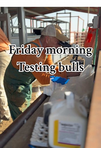 Testing bulls is arguably one of the most important things you can do for your cow herd. Watch through and you’ll see what could’ve been a really costly mistake without running them through. Do you test before turning out? Why or why not? #ranch #cowboy #vet #bulls #cowcalf