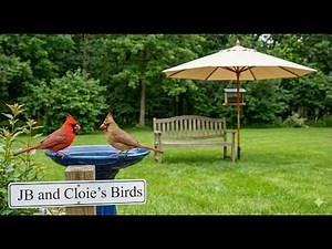 Tuesday 🔴Rotating Live Bird Cams | North Georgia Window to Nature 🦋🦊🐦🐾🌿 | 51 Species Identified