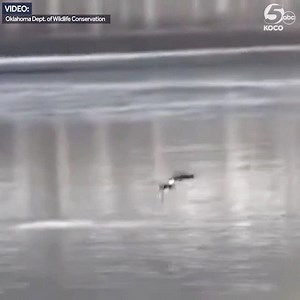 50K views · 1.3K reactions | WHOA! 礪 A bald eagle was caught on camera fishing at the Eufaula Dam in Oklahoma: https://bit.ly/330kNK4 | KOCO 5 News | Facebook