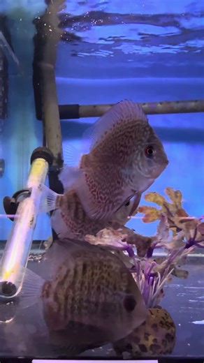 Red Turquoise Discus #fish #fishtank #aquarium #tropicalfish #freshwater #discusfish #discus #epic