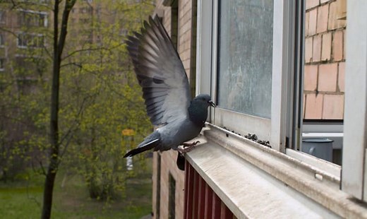 How to Stop Birds Pecking at Windows - 10 Incredible Methods