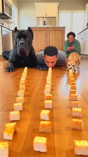 This Race Ended Before Anyone Blinked 😱🐕 #funny #pets