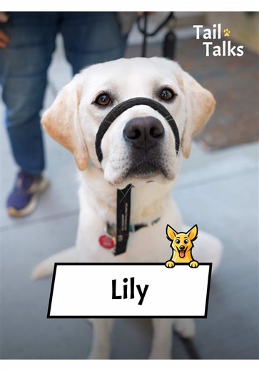 Meet Lily, the Lovable 1-Year-Old Labrador Retriever
