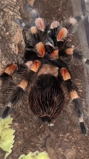 Here’s a few of my tarantulas that were out in feeding night