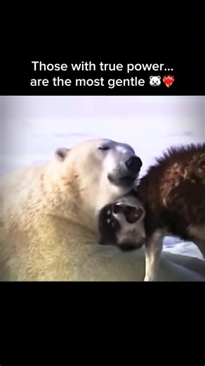 Polar Bear and Dog: Unlikely Best Friends