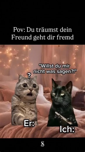 Humor | Alltagsspaß | Memes on Instagram: "Pov: Du träumst dein Freund geht dir fremd 📲Folge @schnurrspass für mehr Content dieser Art 🐾 DM für Credit oder Entfernungsanfrage (kein Urheberrecht beabsichtigt) © Alle Credits und Rechte sind dem jeweiligen Eigentümer vorbehalten. #katze #spaß #humor #glücklich"