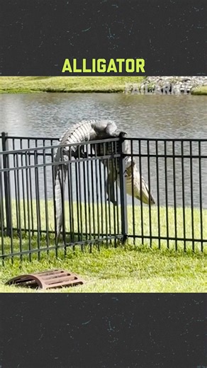 Mess With The Bull, Get The Fails! 😭😵‍💫 | FailArmy