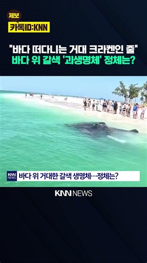 유유히 헤엄치는 '거대 바위'? SNS 달군 '인어 전설의 주인공' / KNN