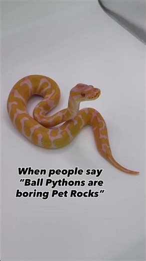 Ball Pythons are actually quite entertaining pets😂🐍😍