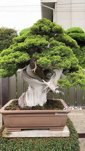 How about these #bonsai masterpieces! Do you have a favorite?? #japan #bonsaitree #japanese #nature #art