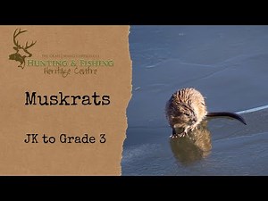Muskrats - JK to Grade 3