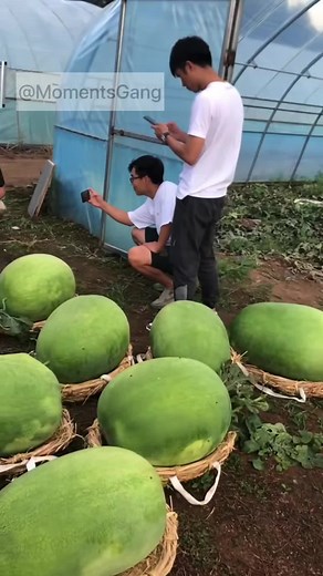 Exploring the Size of Giant Watermelons