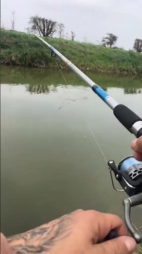 #Fish hunting #animals #fishing#hunting#shorts #viralshort