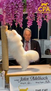 7.9K views · 348 reactions | Come To The Morgantown, PA Extravaganza Cat Show! https://fb.me/e/Mt5nJsvI #morgantown #readingpa #pottstownpa #coatesville #chestercountypa #morgantownpa | CFA Cat Shows | Facebook