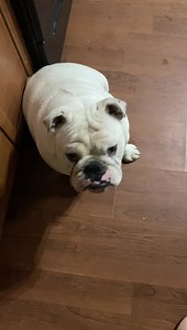 9.5K views · 1.6K reactions | Oh my goodness the mommy made rump roast with potatoes and carrots and it was absolutely wonderful! The meat was so tender I simply pulled it apart with two forks. It was the perfect meal for a fun day, especially as the evening turns chilly. The pups were so happy they left drool puddles everywhere they went! Oh Augie & Gigi... | Augie Doggy’s Place | Facebook