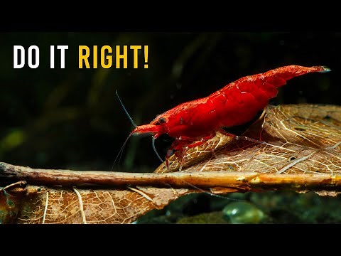 Red Cherry Shrimp CARE & Breeding Guide For Beginners (Easy Tips!)