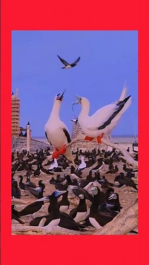 Red-footed Booby: Amazing Facts & Sounds #RedFootedBooby#Seabirds#Birdwatching#WildlifePhotography