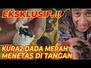EKSKLUSIF..! KURA-KURA DADA MERAH MENETAS DITANGAN