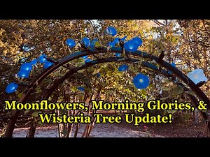Growing Moonflowers & Morning Glories from Seed AND Wisteria Tree Update + Bonus Planter Idea!