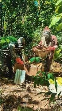 Swarm transfer from a catcher box. Calm bees. Clean move. Strong start.