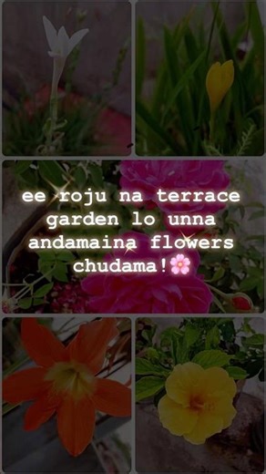 Beautiful Flowers in My Terrace Garden 🌺 | Nature Mini Vlog #shorts