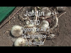 Oignon de A Z TUTO de la semence à la récolte LC VIDEO
