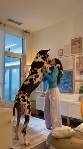 Great Dane Really Is That Big, Toronto, Canada - 26 Jan 2024