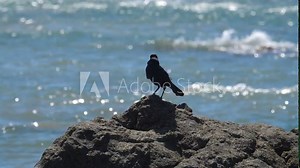 Great tailed grackle or zanate perched on rock by the ocean. Bird opens beak to make birdcall. Wind blowing feathers. Slow motion shot with stabilized camera. Pacific Ocean, Costa Rica.