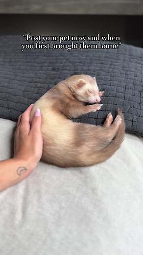 Not me crying while I made this 😭 he’s grown so much 🥹🫶🏽 #ferret #ferrettok #fyp #cuteanimals #ferretsoftiktok #capcut #babyferret