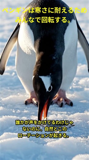 🐧マイナス60度で"全員助かる"ペンギンの回転術がすごい #shorts #ペンギン #南極 #動物雑学