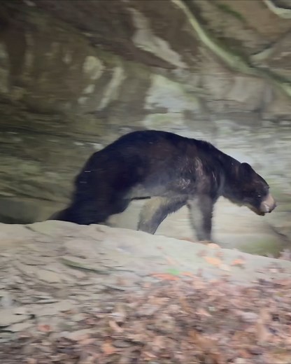 Catching a Bear in a Cave! | Kirk Price