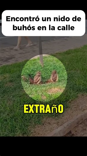 Se encontró a unos buhos en medio de la calle