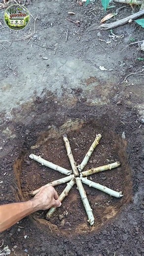 🌿 Tanam Ubi Kayu dengan Cara Ini agar Daunnya Lebih Lebat! 😱 #tipsberkebun