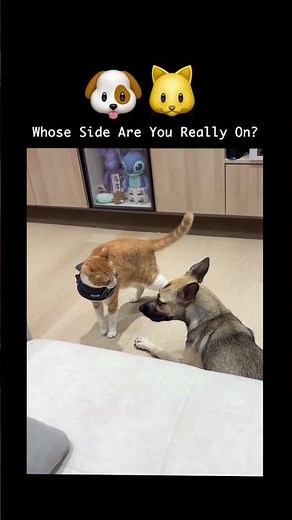 Cat vs Dog: The Saga Continues