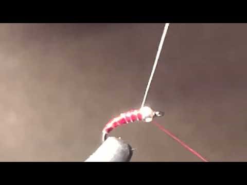 Red Zebra Midge Fly Pattern