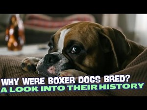 Why Were Boxer Dogs Bred? 🐕
