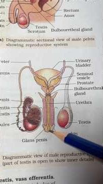 Male Reproductive System Class 12 Biology NCERT #neet #neetbiology #malereproductivesystem