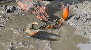 489K views · 1.4K reactions | Searching The Home of Mud Crab in Sea Muddy | Caught a Lot of Mud Crabs - Fishing Video | Ahlik Fishing | Facebook