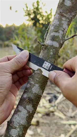 King Tips (@tips_th1138)’s videos with Blade Circuit - SUKMAUL